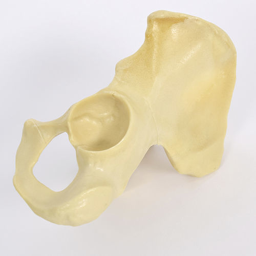 Modello anatomico di emibacino - 4020 - SYNBONE AG - di articolazione / di anca / per chirurgia