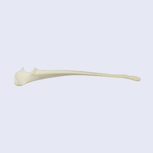 Modello anatomico osseo - 0832.00 - SYNBONE AG - per chirurgia / veterinario / ad uso didattico