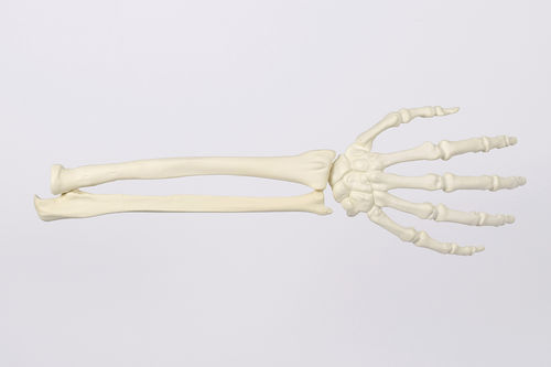Modello anatomico di scheletro - 9011 - SYNBONE AG - di mano / di radio / di polsi