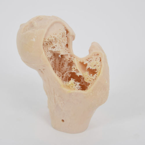 Modello anatomico osseo - SYNBONE AG - per chirurgia ortopedica / didattico / in poliuretano