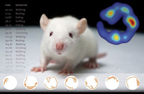 Software di analisi - EthoVision XT - Bonther - con sistema di tracciatura / veterinario / per sperimentazione animale