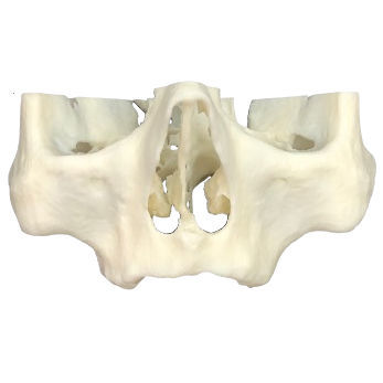 Modello anatomico di mascella - 3D-101  - Selmodels SL