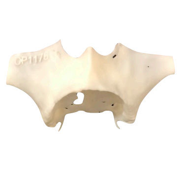 Modello anatomico di mascella - 3D-102 - Selmodels SL