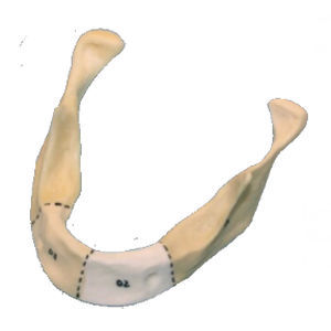 Modello anatomico di mandibola - M-203 - Selmodels SL