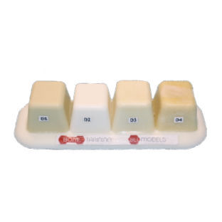 Modello anatomico osseo - 455.2  - Selmodels SL - odontoiatrico / odontoiatrico