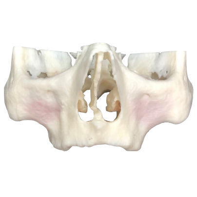 Modello anatomico odontoiatrico - ZAGA - Selmodels SL - per implantologia / didattico / in kit