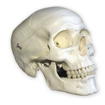 Modello anatomico osseo - DM – 162 - Selmodels SL - di cranio / di seno nasale / per chirurgia odontoiatrica