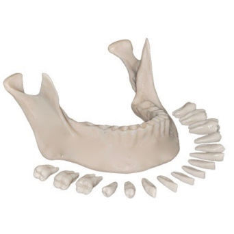 Modello anatomico osseo - EXT-1 - Selmodels SL - di mandibola / di denti / di estrazione