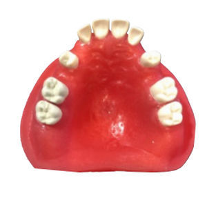 Modello anatomico osseo - EXT-3 - Selmodels SL - di mascella / di denti / di estrazione