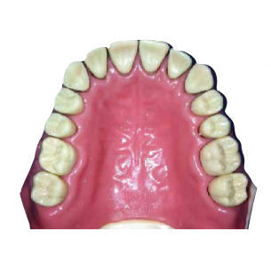 Modello anatomico di mascella - DM 128 - Selmodels SL - di denti / per parodonzia / per malattie dentali