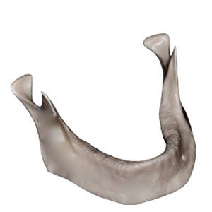 Modello anatomico osseo - DM – 201 - Selmodels SL - di mandibola / per implantologia