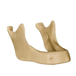 Modello anatomico osseo - DM – 148 - Selmodels SL - di mandibola / per implantologia
