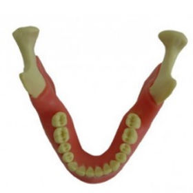 Modello anatomico osseo - EXT-1-G - Selmodels SL - di mandibola / per estrazione dentale / per sutura