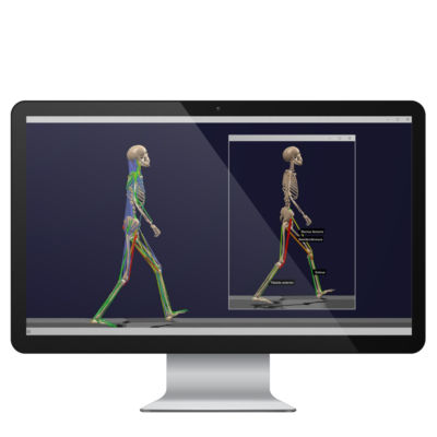 Software di analisi - BoB - Delsys - di analisi di dati / di modelizzazione / per elettrocardiografia