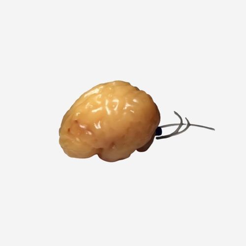 Phantom di calibrazione per radiografia - BN-A02 - True Phantom Solutions - per scanner a raggi X / per MRI / di cervello