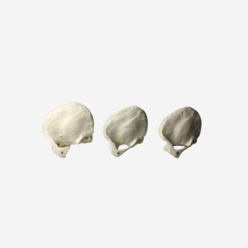 Phantom di calibrazione per ecografia - TW-C01 - True Phantom Solutions - per radiografia / per scanner a raggi X / per MRI