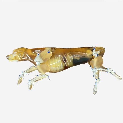 Phantom per test veterinario per ecografia - CN-A01 - True Phantom Solutions - per MRI / per scanner a raggi X / per radiografia