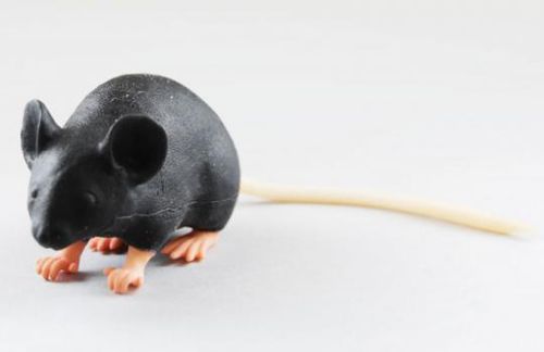 Simulatore per iniezioni endovenose - MIMICKY - INTELLIBIO - per prelievo di sangue / didattico / per sperimentazione animale
