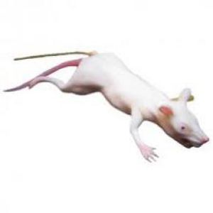 Simulatore didattico - MEE-MOH-LET - INTELLIBIO - per prelievo di sangue / per intubazione / per sperimentazione animale