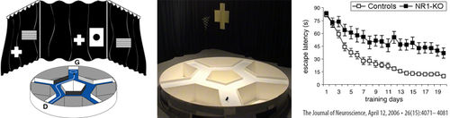 Labirinto acquatico - STARMAZE - Imetronic - per ricerca comportamentale / per topi / per ratti