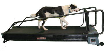 Tapis roulant veterinario per cani - PRO DogTread® with Gait4Dog - DogTread