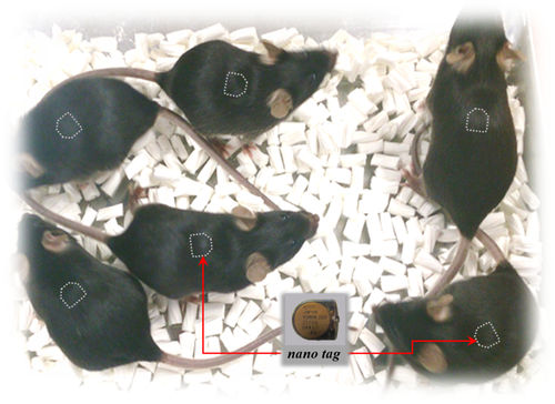 Impianto telemetrico per sperimentazione animale - nano tag® - Muromachi Kikai - per topi / per ratti / di attività
