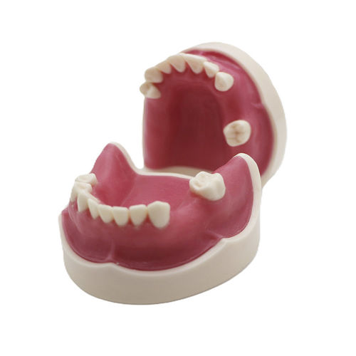 Modello anatomico di seno nasale - JG-Y26 - FOSHAN JINGLE MEDICAL EQUIPMENT CO., LTD - gengivale / osseo / di dentatura