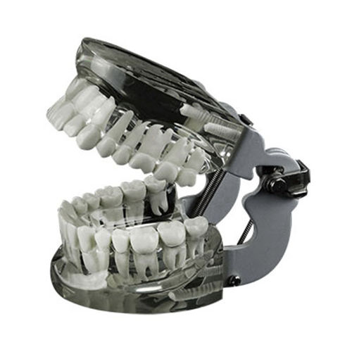 Modello anatomico di denti - JG-Y14 - FOSHAN JINGLE MEDICAL EQUIPMENT CO., LTD - di dentatura / di dimostrazione / in resina