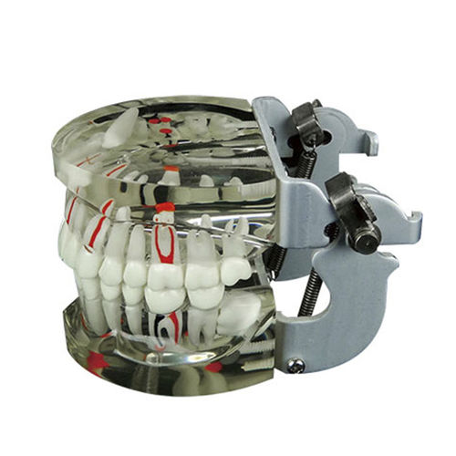 Modello anatomico di nervo - JG-Y15 - FOSHAN JINGLE MEDICAL EQUIPMENT CO., LTD - di denti / di dentatura / di dimostrazione