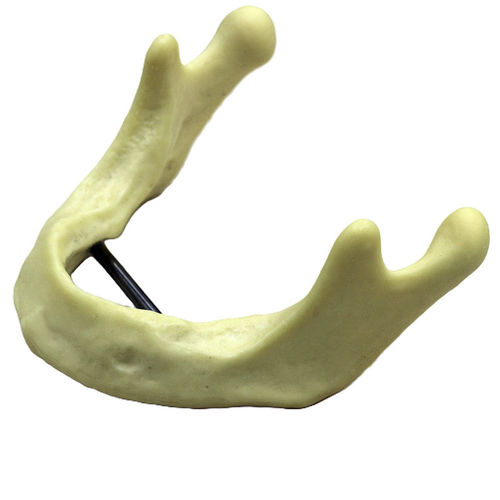 Modello anatomico di mandibola - JG-Y12 - FOSHAN JINGLE MEDICAL EQUIPMENT CO., LTD - osseo / per chirurgia / per implantologia