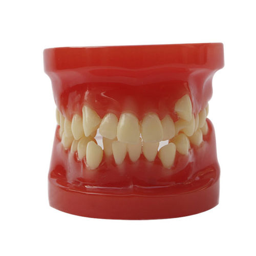 Modello anatomico di dentatura - JG-Y10 - FOSHAN JINGLE MEDICAL EQUIPMENT CO., LTD - per ortodonzia / di dimostrazione / in resina