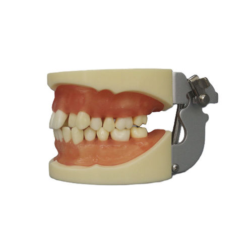 Modello anatomico di denti - JG-Y9 - FOSHAN JINGLE MEDICAL EQUIPMENT CO., LTD - di dentatura / didattico / di estrazione