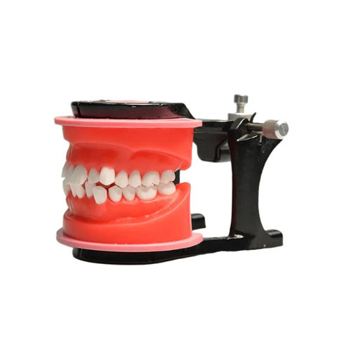 Modello anatomico di denti - JG-Y7 - FOSHAN JINGLE MEDICAL EQUIPMENT CO., LTD - di dentatura / per ortodonzia / di dimostrazione