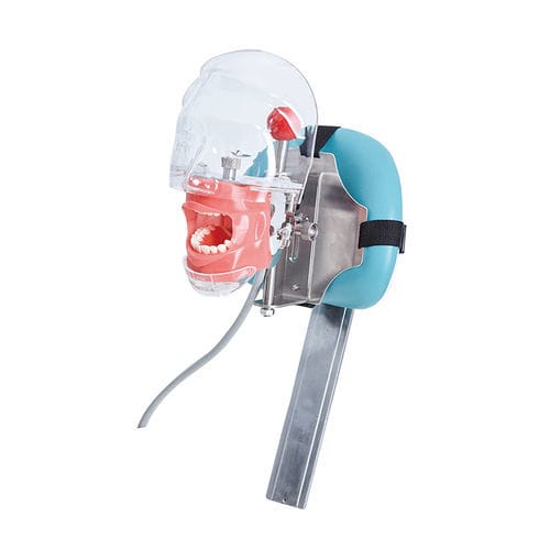 Manichino didattico odontoiatrico - JG-C6-3 - FOSHAN JINGLE MEDICAL EQUIPMENT CO., LTD - ad uso didattico / di adulto / di testa