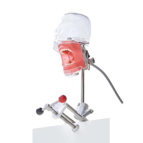 Manichino didattico per cure odontoiatriche - JG-C6-1 - FOSHAN JINGLE MEDICAL EQUIPMENT CO., LTD - di profilassi dentale / per chirurgia odontoiatrica / per estrazione dentale