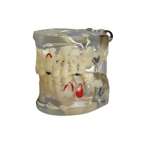 Modello anatomico di denti - JG-Y15-RJ - FOSHAN JINGLE MEDICAL EQUIPMENT CO., LTD - di dentatura / didattico / di bambino