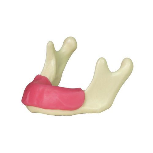 Modello anatomico di mandibola - JG-Y12-G - FOSHAN JINGLE MEDICAL EQUIPMENT CO., LTD - gengivale / per cure odontoiatriche / per chirurgia