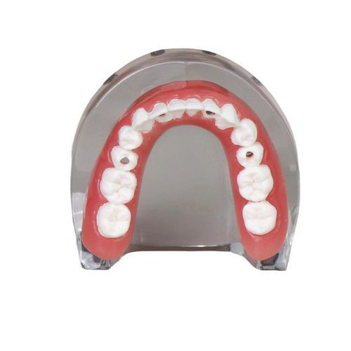Modello anatomico di mandibola - JG-l-1 - FOSHAN JINGLE MEDICAL EQUIPMENT CO., LTD - di denti / per implantologia / in resina