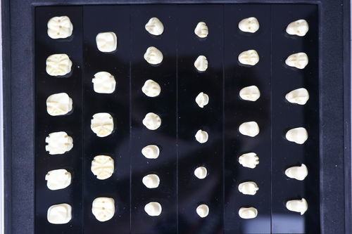 Modello anatomico di denti - JG-H-Y1 - FOSHAN JINGLE MEDICAL EQUIPMENT CO., LTD - odontoiatrico / ad uso didattico / di dimostrazione