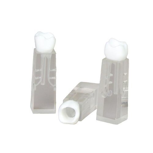 Modello anatomico di denti - JG-YS2-SG - FOSHAN JINGLE MEDICAL EQUIPMENT CO., LTD - di canale radicolare / ad uso didattico / per ECMO