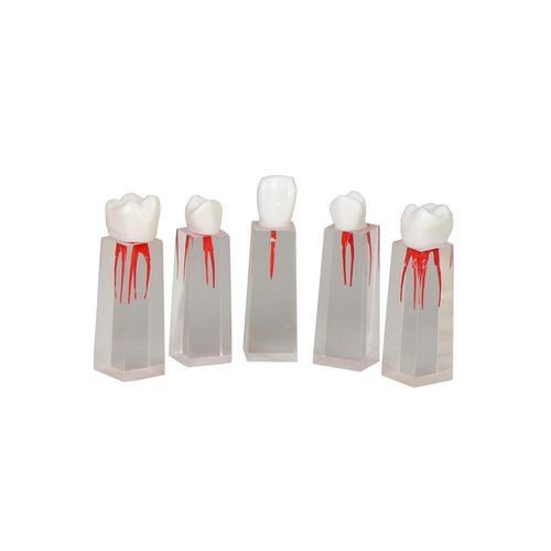 Modello anatomico di denti - JG-YS3 - FOSHAN JINGLE MEDICAL EQUIPMENT CO., LTD - di canale radicolare / ad uso didattico / in resina
