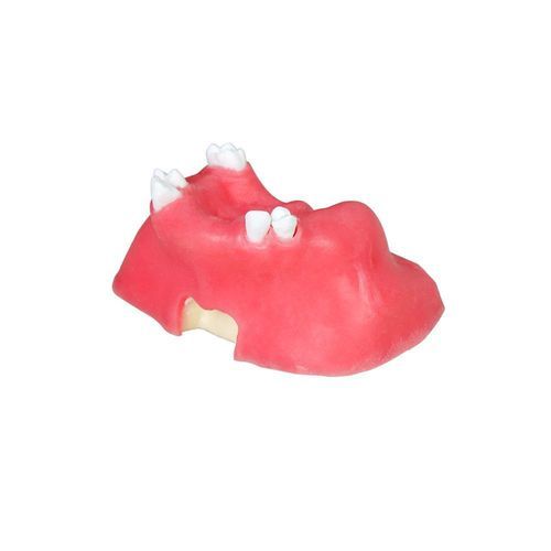Modello anatomico di seno nasale - JG-Y11-S5 - FOSHAN JINGLE MEDICAL EQUIPMENT CO., LTD - odontoiatrico / gengivale / osseo