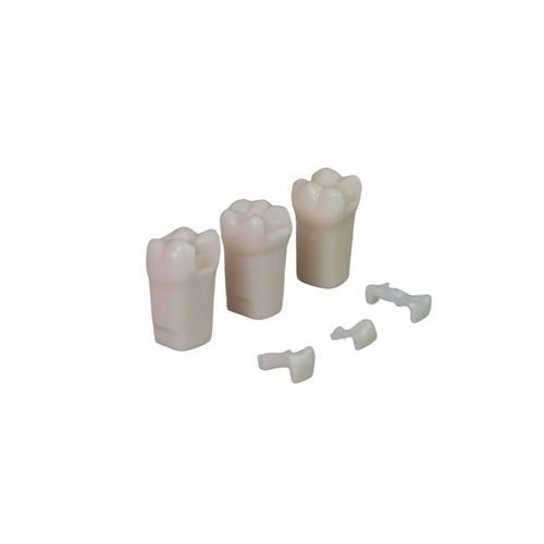 Modello anatomico di denti - JG-YS7-LQ - FOSHAN JINGLE MEDICAL EQUIPMENT CO., LTD - didattico / in resina / bianco