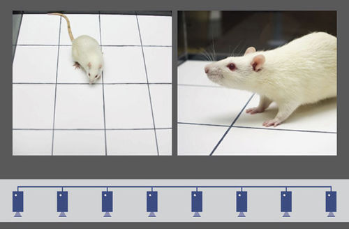Software per sperimentazione animale - MediaRecorder - Noldus - da laboratorio / di registrazione