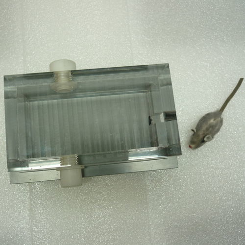 Camera di induzione per anestesia veterinaria - PS-0351-SIK - Rothacher Medical - per topi