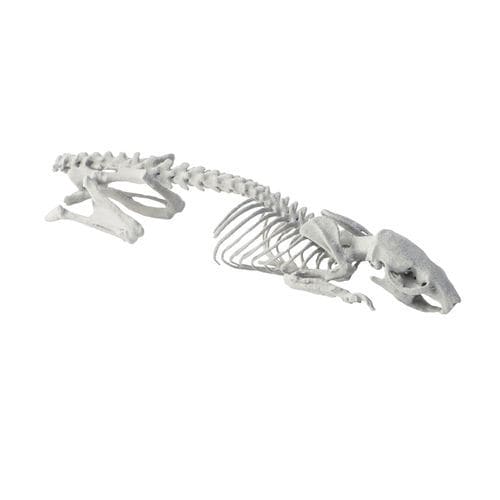 Phantom per test veterinario per scanner a raggi X - RPOXI - Somni Scientific - per radiografia