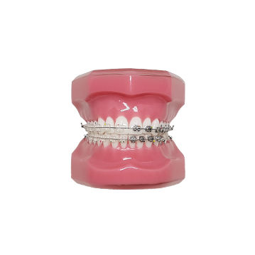 Tipodonto di dentatura - HT Co. - per ortodonzia