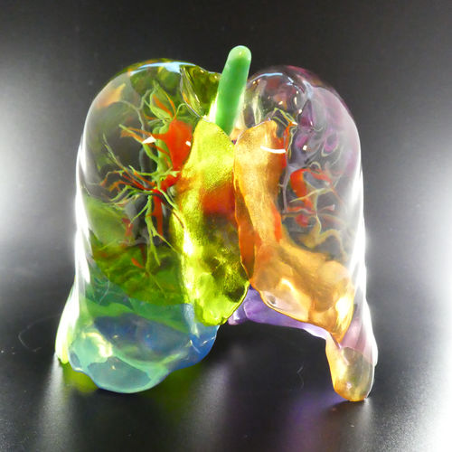 Modello anatomico di polmone - Bone 3D - didattico