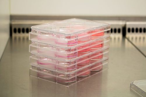 Matrice tissutale chirurgia ricostruttiva - Poieskin® - Poietis - collagene