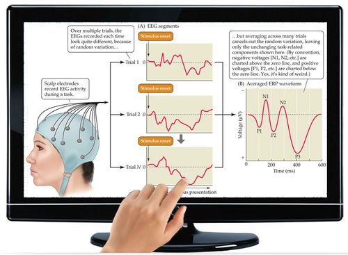 Software di analisi - EPROBE - ScienceBeam - medico / per EEG
